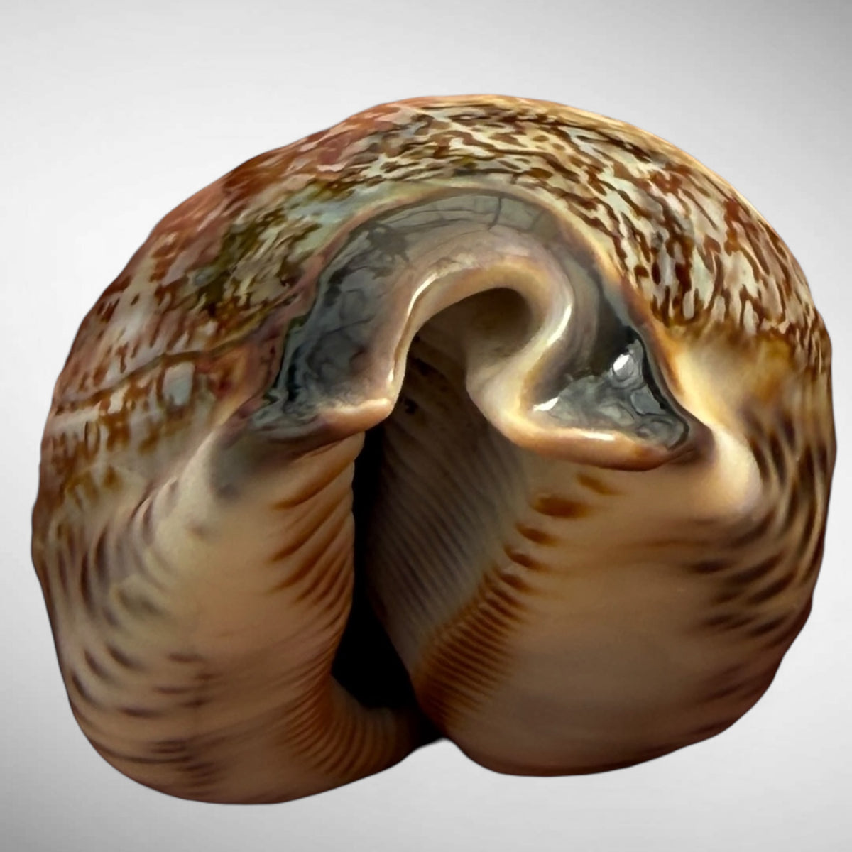 Arabian Cowrie (Mauritia arabica)