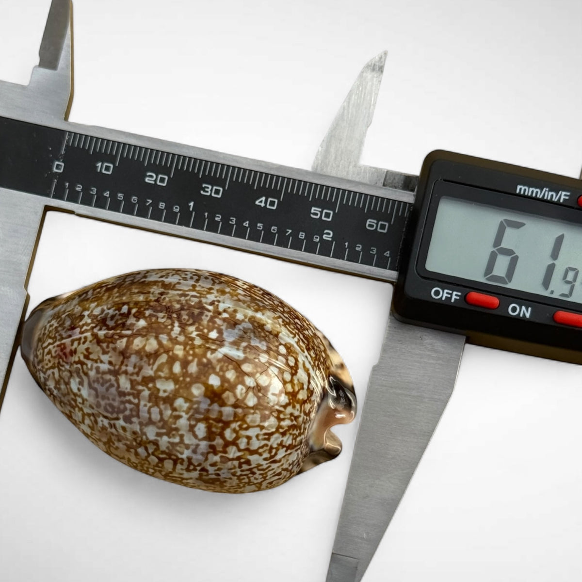 Arabian Cowrie (Mauritia arabica)