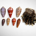 Collection of Spiny Oyster / Jewel Box Shell & Cone Shells (Conidae)