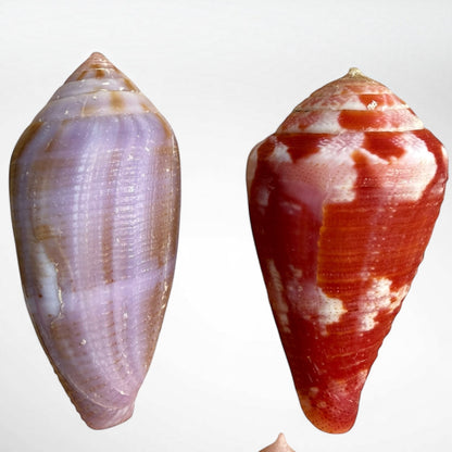 Collection of Spiny Oyster / Jewel Box Shell & Cone Shells (Conidae)
