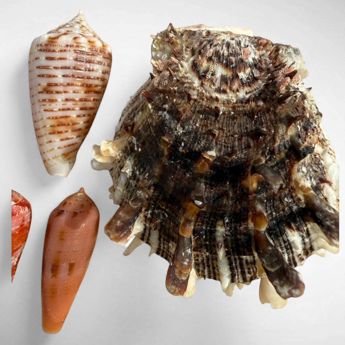 Collection of Spiny Oyster / Jewel Box Shell & Cone Shells (Conidae)