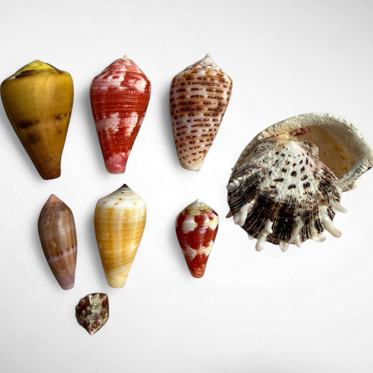 Collection of Spiny Oyster / Jewel Box Shell & Cone Shells (Conidae)