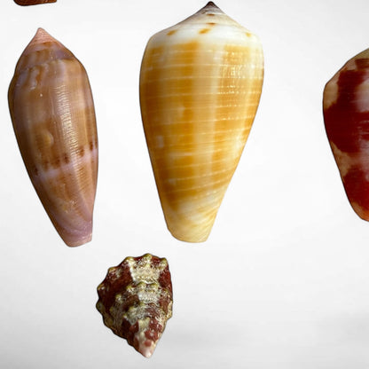 Collection of Spiny Oyster / Jewel Box Shell & Cone Shells (Conidae)