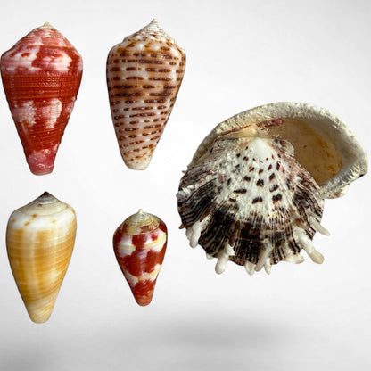 Collection of Spiny Oyster / Jewel Box Shell & Cone Shells (Conidae)