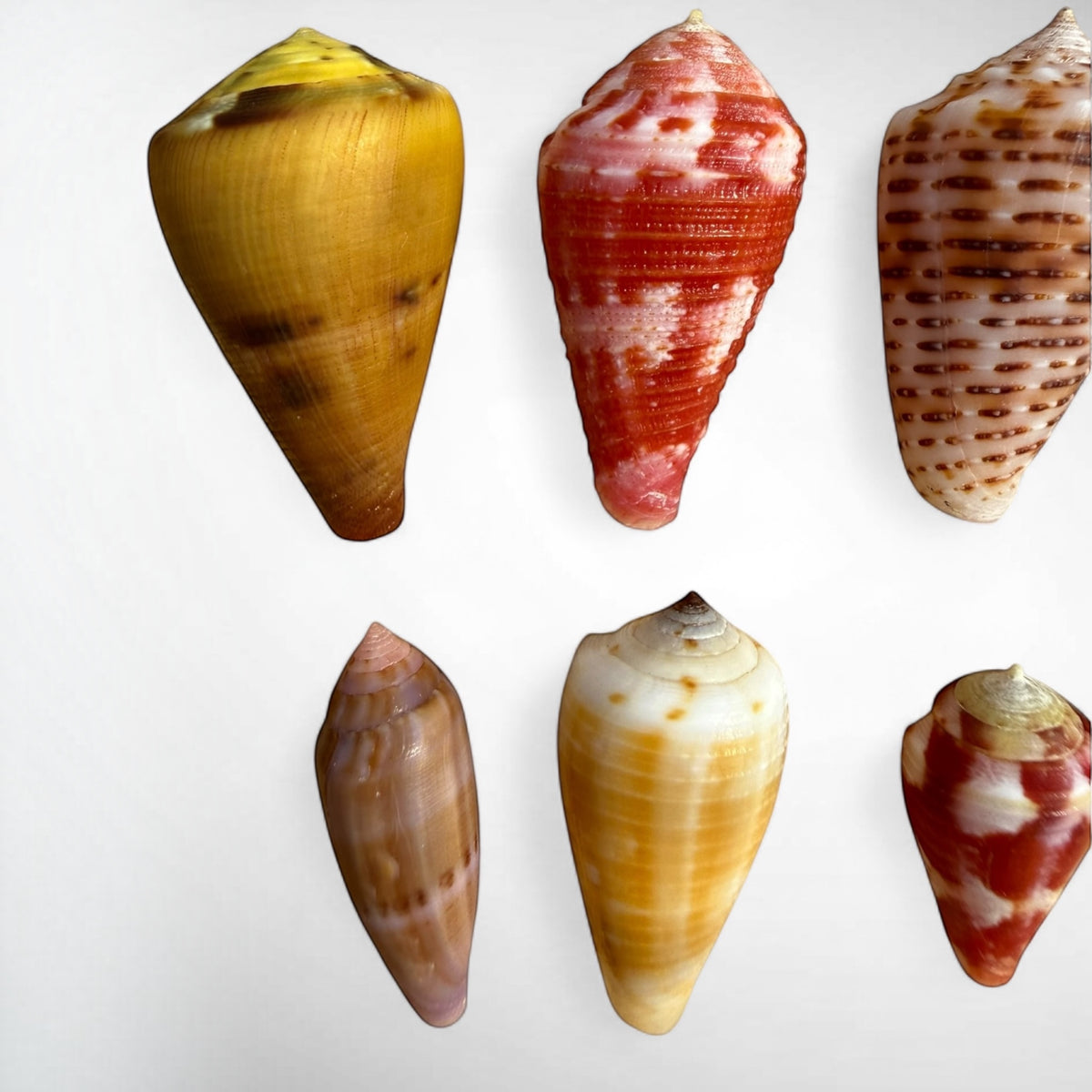 Collection of Spiny Oyster / Jewel Box Shell & Cone Shells (Conidae)