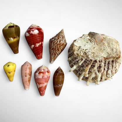 Collection of Spiny Oyster / Jewel Box Shell & Cone Shells (Conidae)