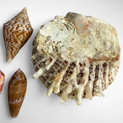 Collection of Spiny Oyster / Jewel Box Shell & Cone Shells (Conidae)