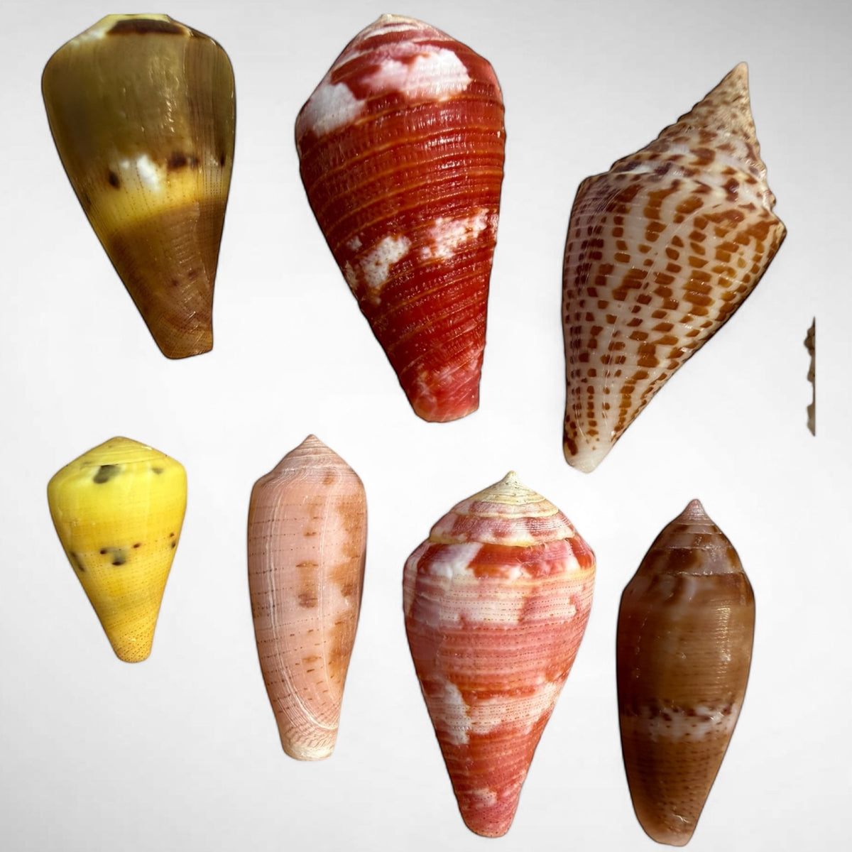 Collection of Spiny Oyster / Jewel Box Shell & Cone Shells (Conidae)