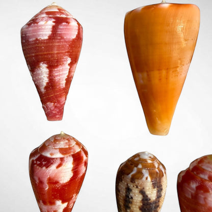 Collection of Spiny Oyster / Jewel Box Shell & Cone Shells (Conidae)