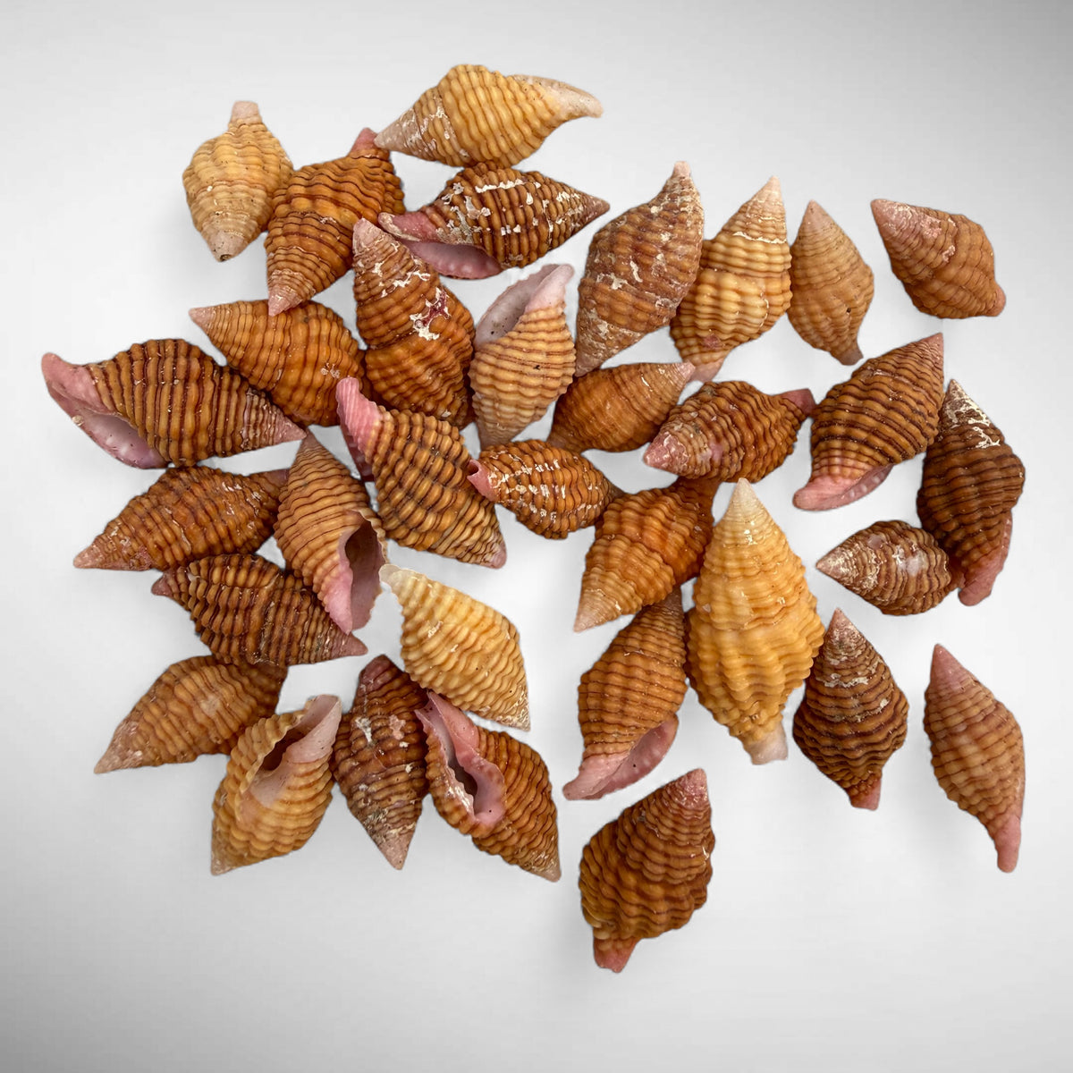 Clivipollia pulchra (Beautiful Goblet Shell)