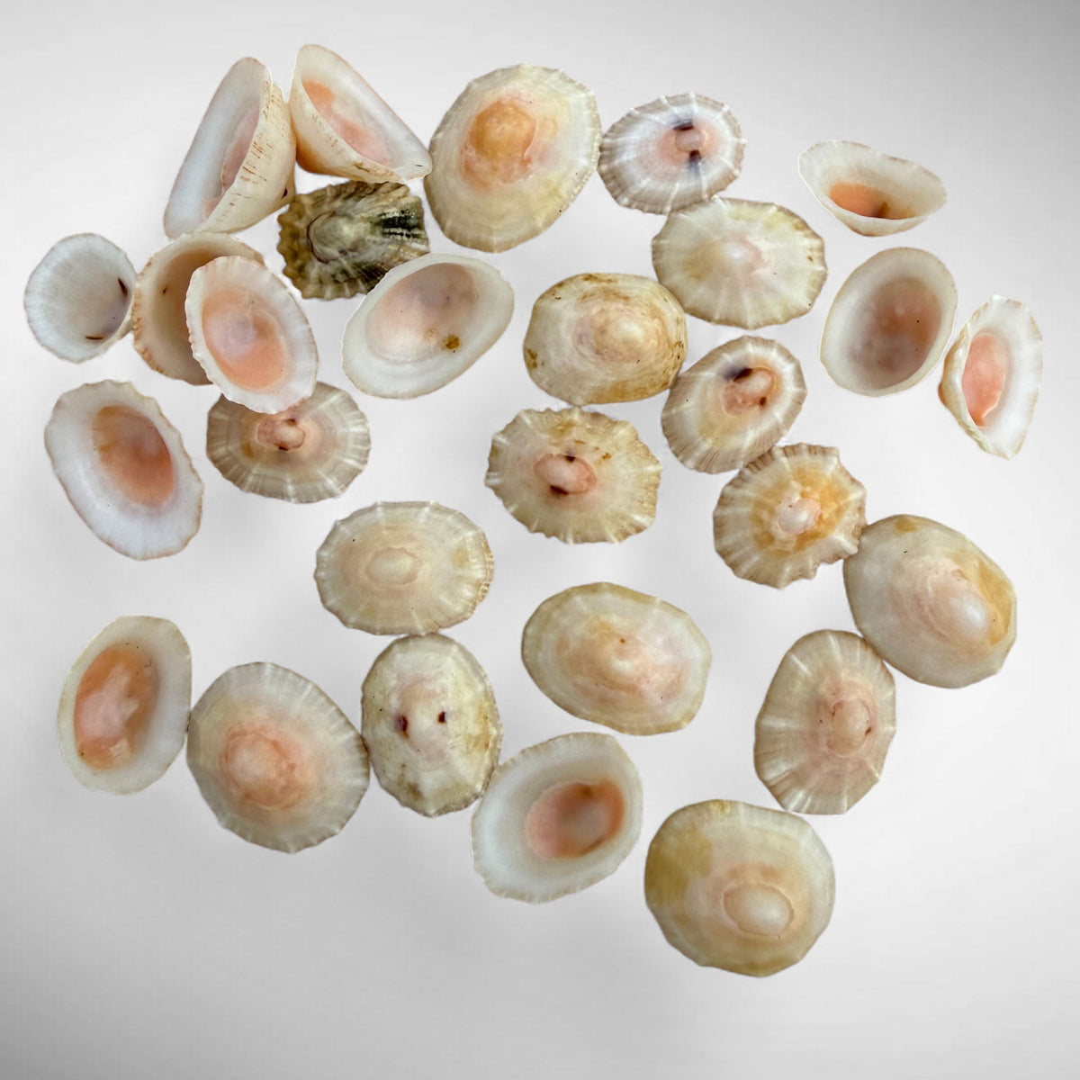 Limpet Shells Set of 27