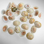 Limpet Shells Set of 27