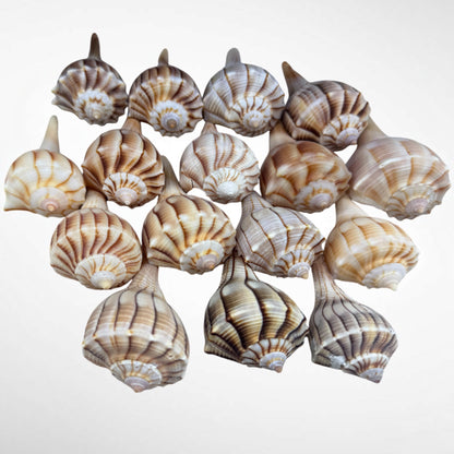 Florida Lighting Whelk