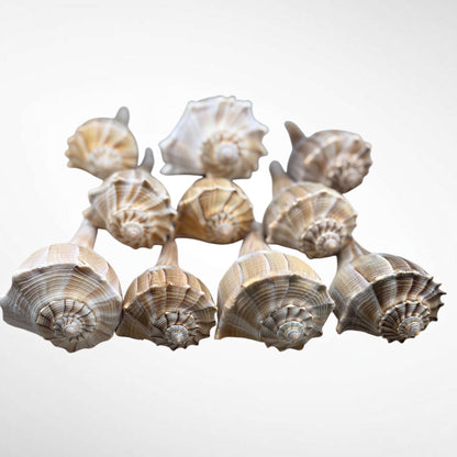 Florida Lighting Whelk