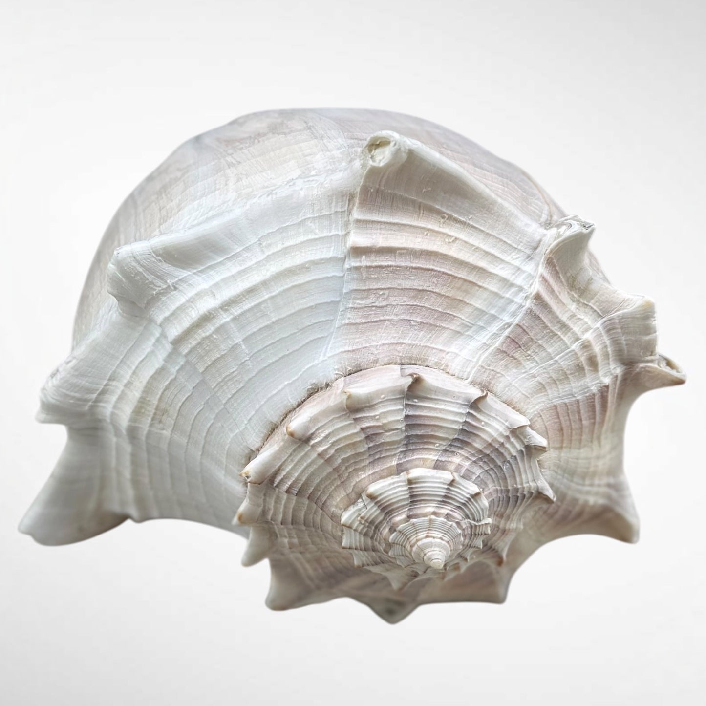 Florida Lighting Whelk