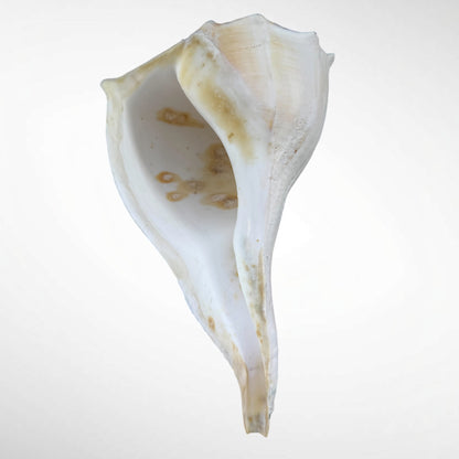 Florida Lighting Whelk