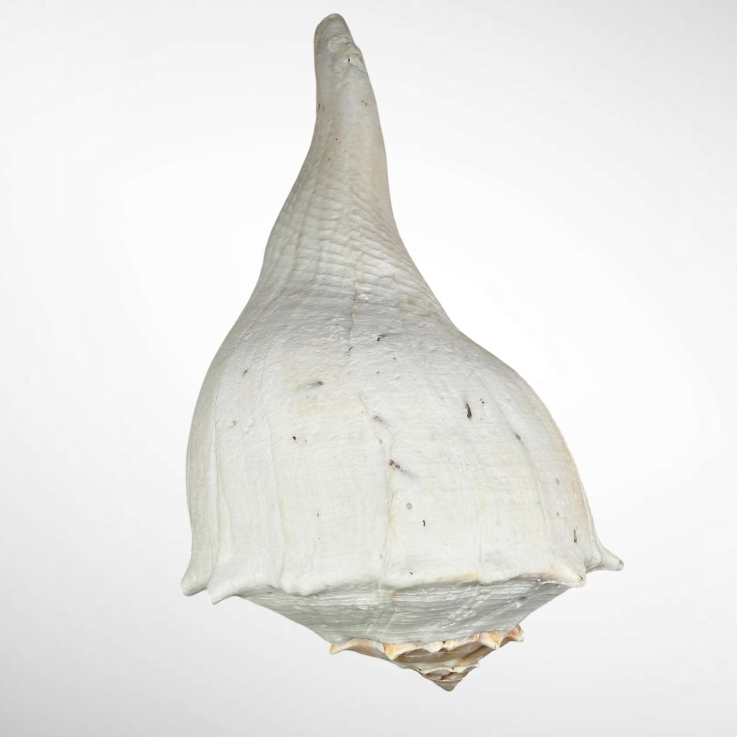 Florida Lighting Whelk