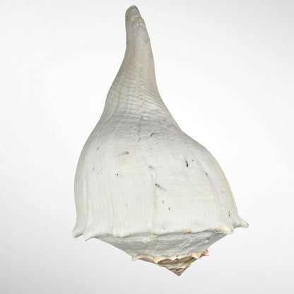 Florida Lighting Whelk