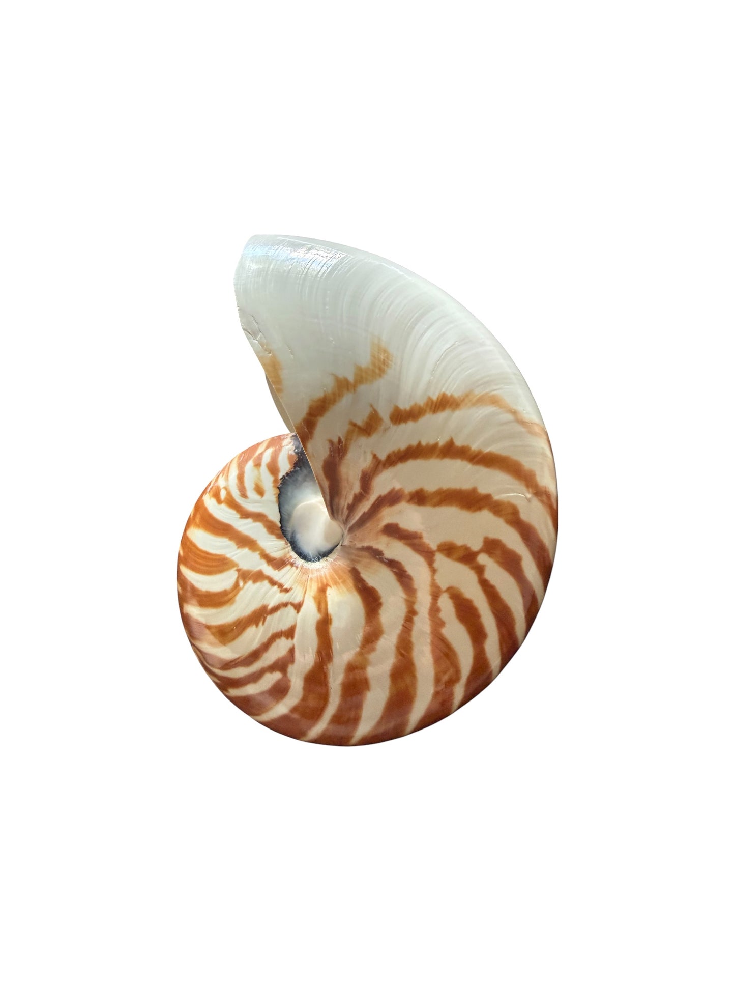 Chambered Nautilus Tiger Stripe