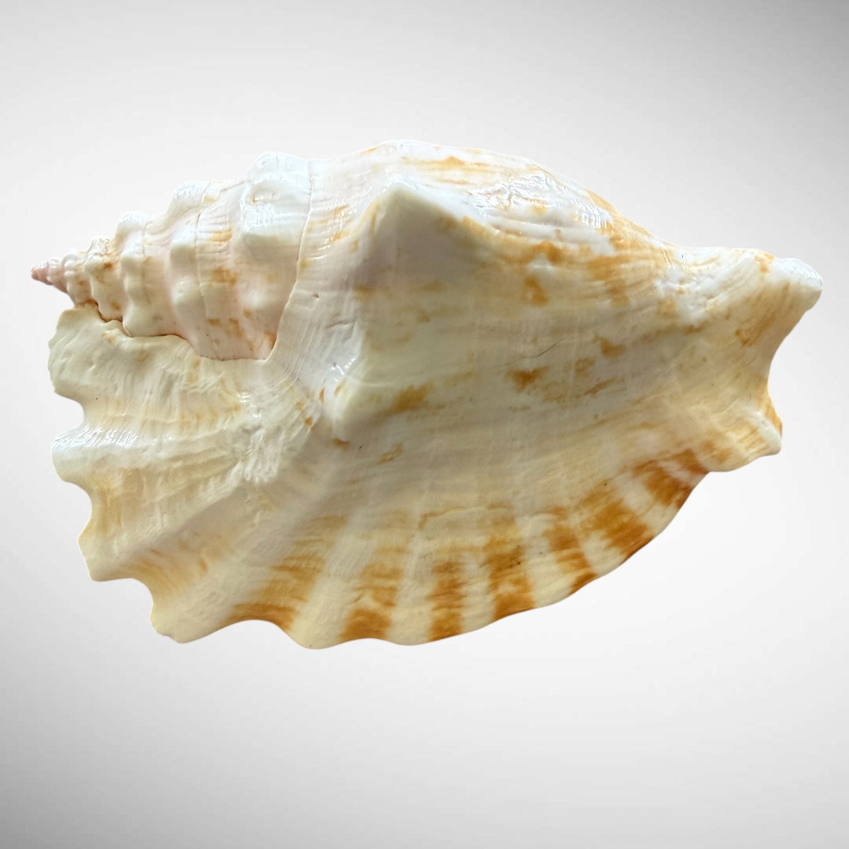 Rooster Conch / Rooster-tail Conch