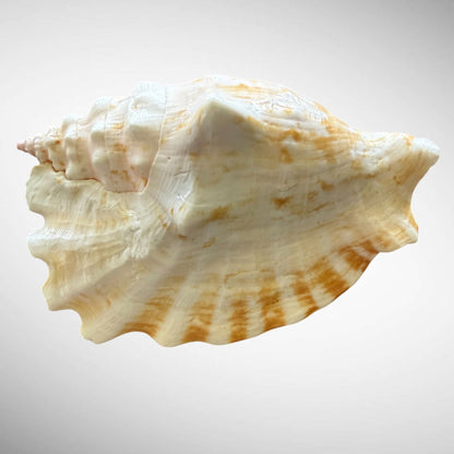 Rooster Conch / Rooster-tail Conch
