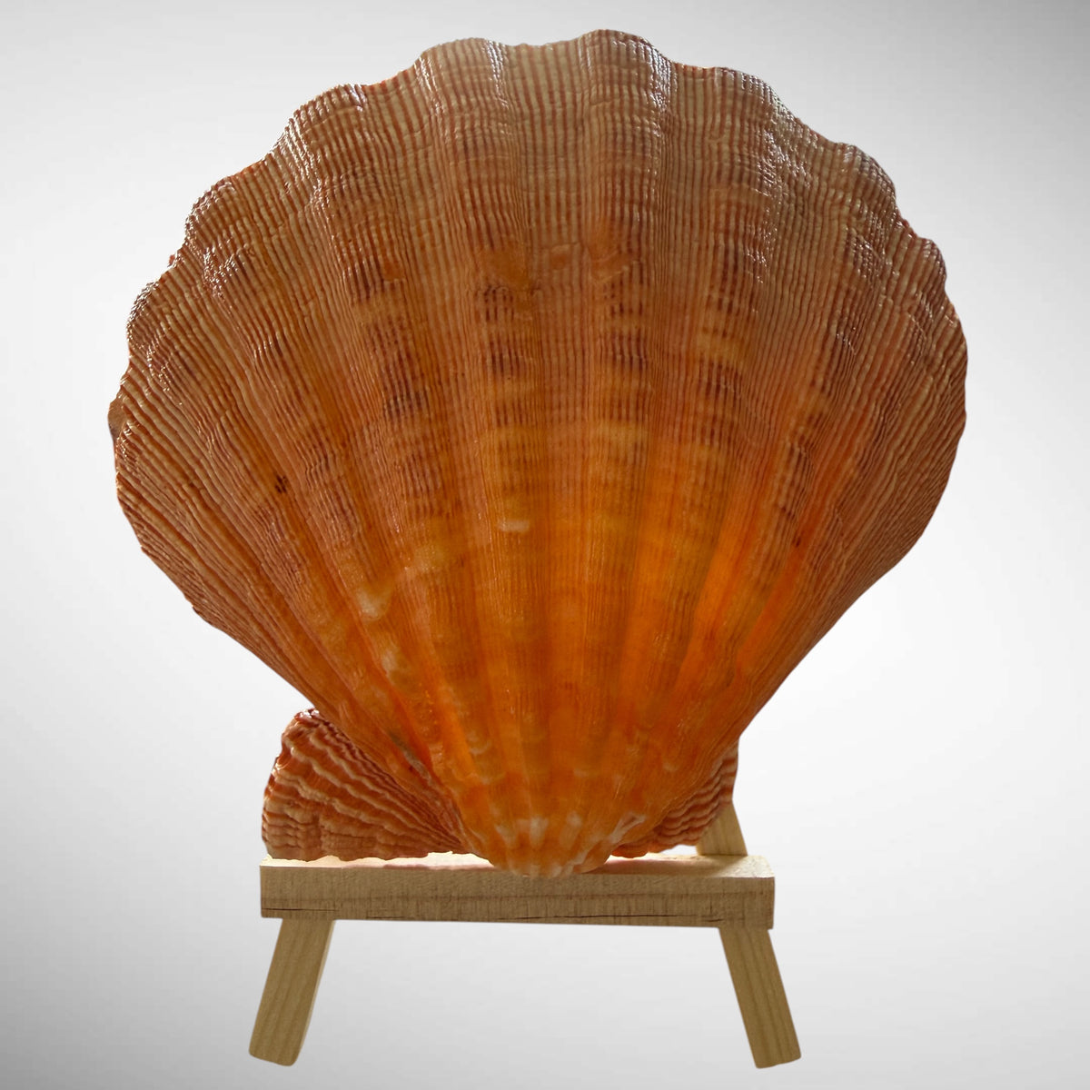 Lion's Paw Shells (Easel Included)