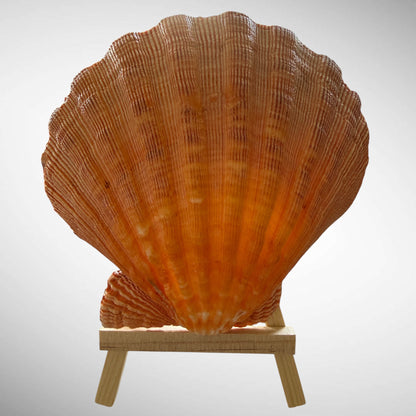 Lion's Paw Shells (Easel Included)