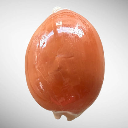 Golden Cowrie Seashell