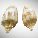 Cymbiola nobilis “Noble Volute” Seashell