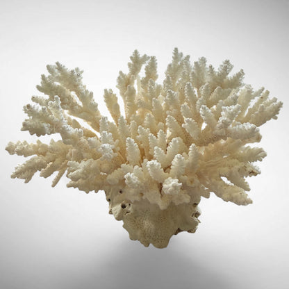 Natural Branching Acropora Coral Skeleton