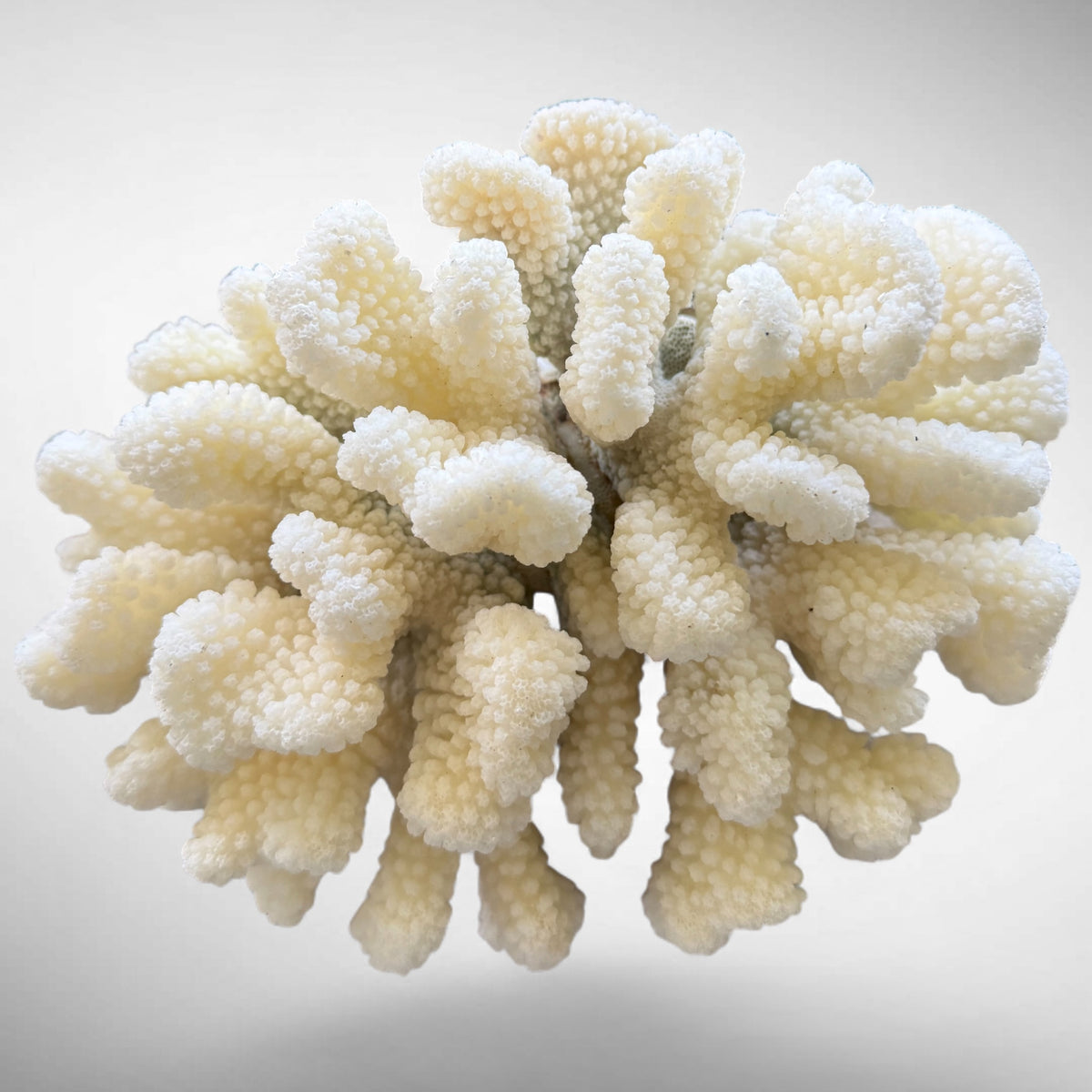 Natural White Cauliflower Coral Skeleton