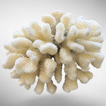 Natural White Cauliflower Coral Skeleton