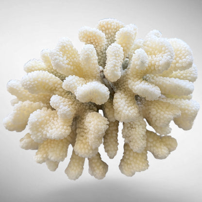 Natural White Cauliflower Coral Skeleton
