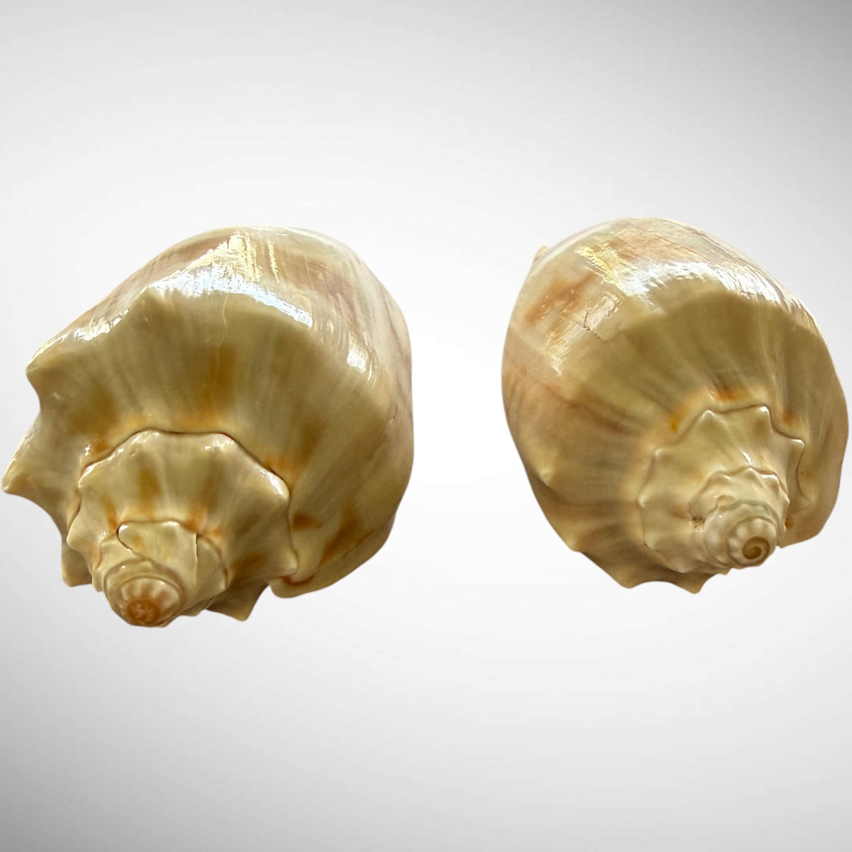Cymbiola nobilis “Noble Volute” Seashell