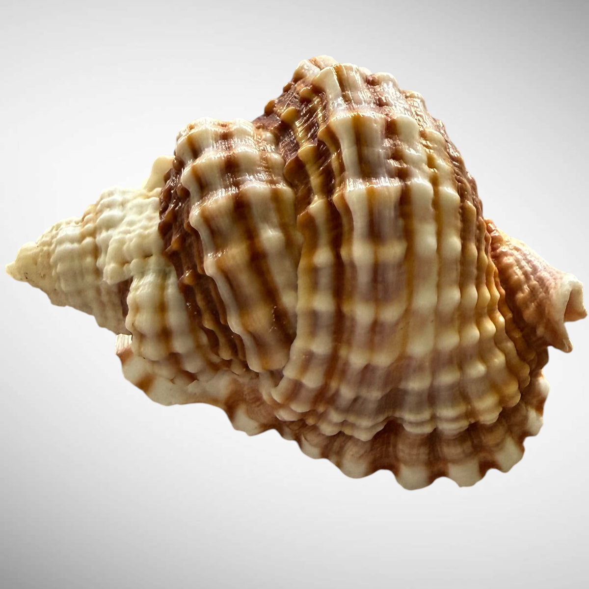 Common Distorsio  (Old Lady Conch)