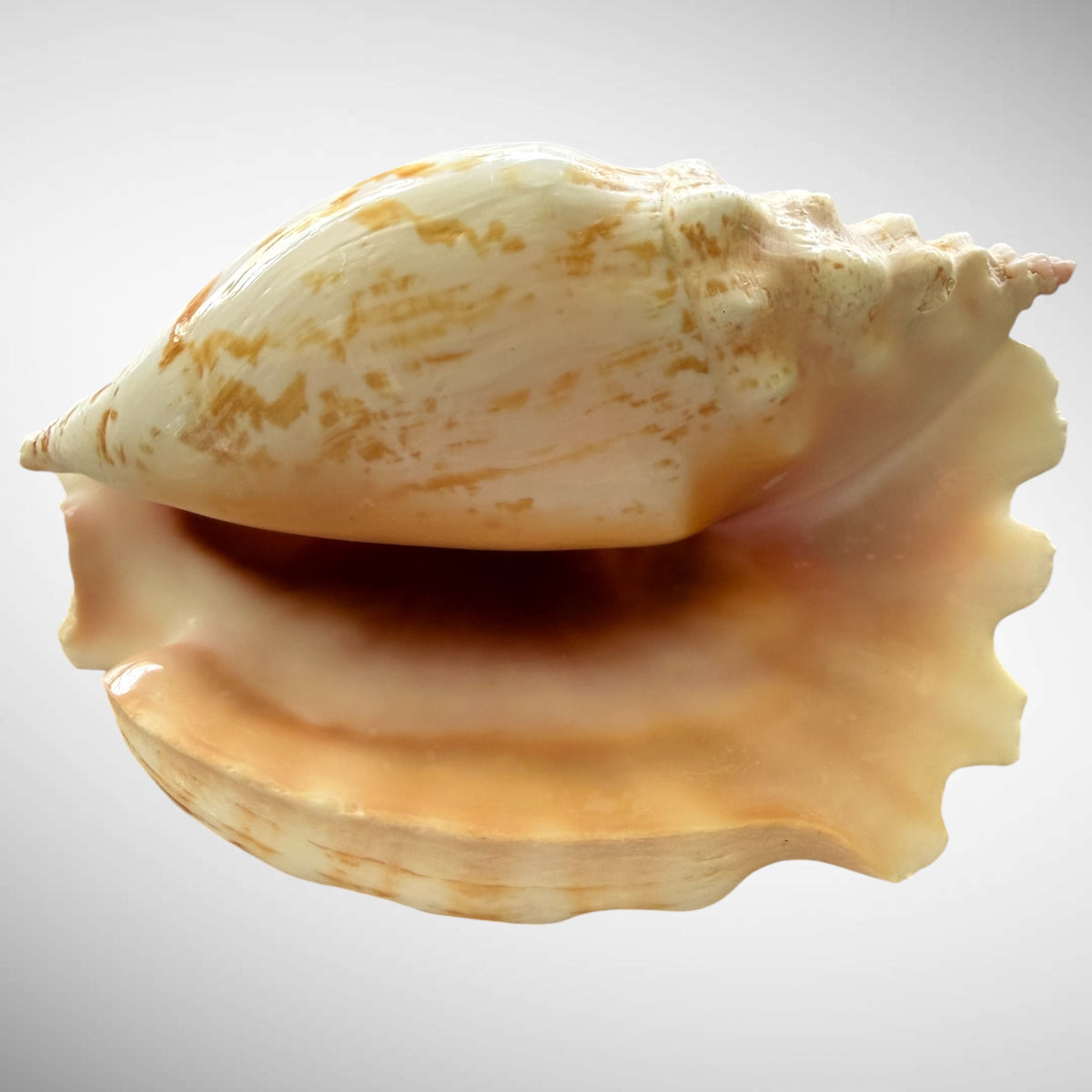 Rooster Conch / Rooster-tail Conch