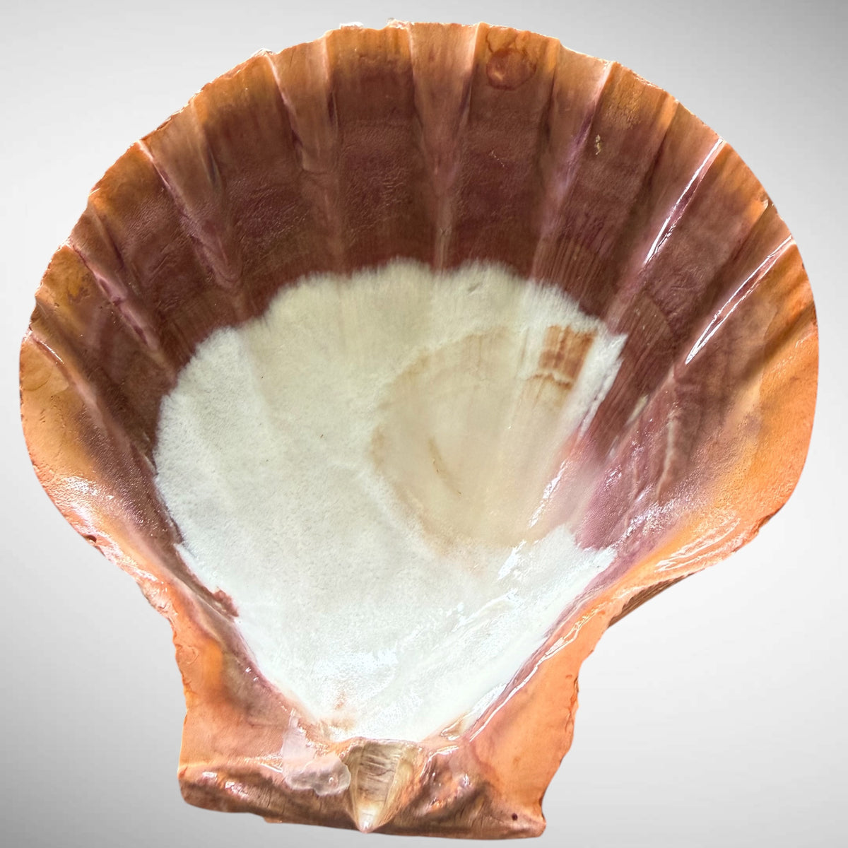 Lion's Paw Shells (Easel Included)