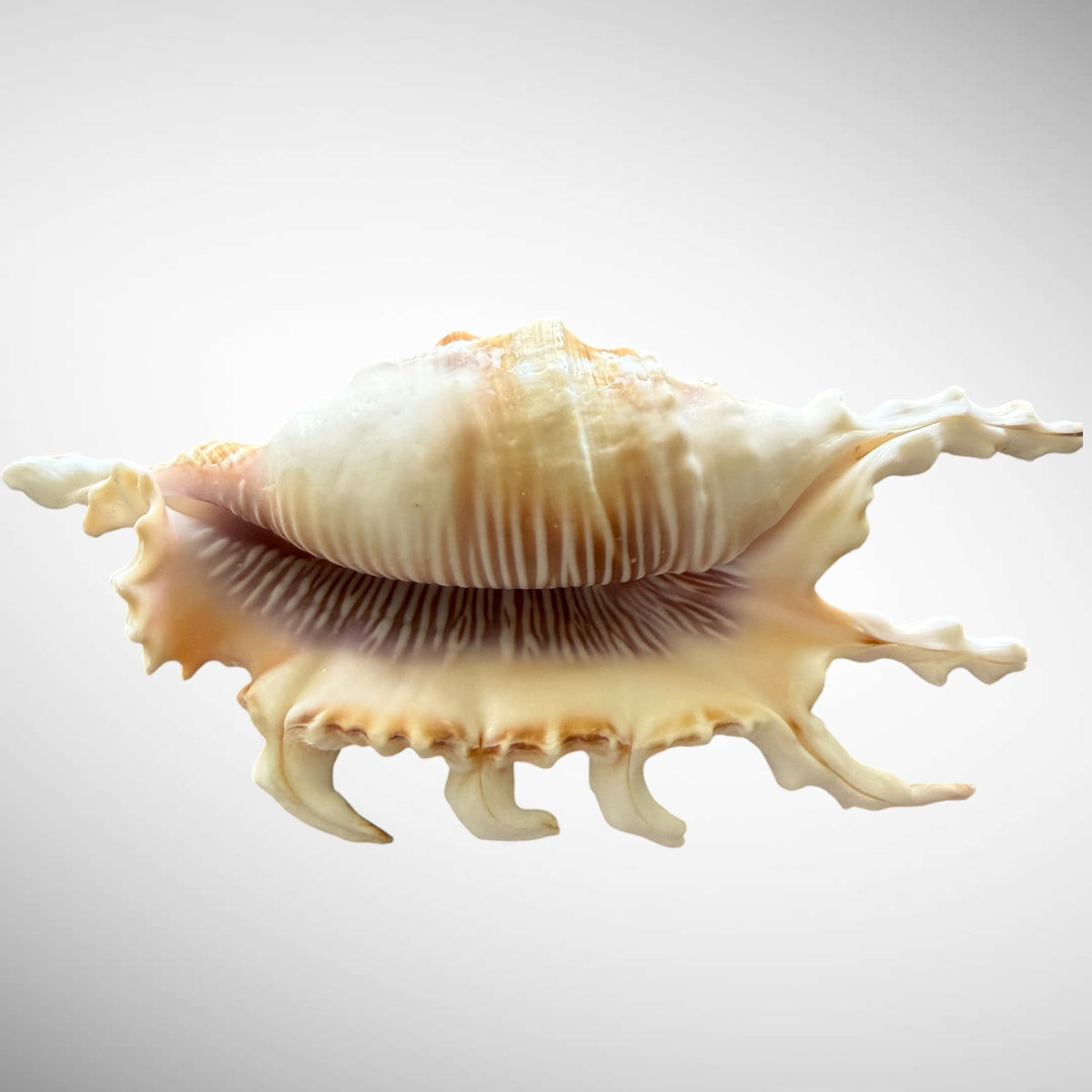 Natural Chiragara Spider Conch Shell – Choose Size (4.4" or 5.5")