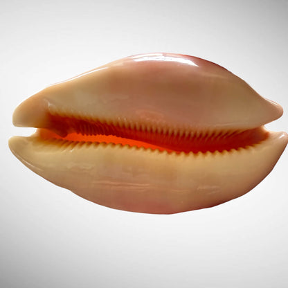 Golden Cowrie Seashell