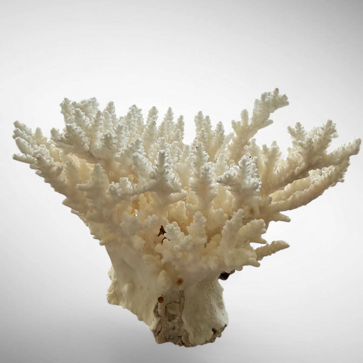 Natural Branching Acropora Coral Skeleton
