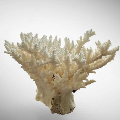 Natural Branching Acropora Coral Skeleton