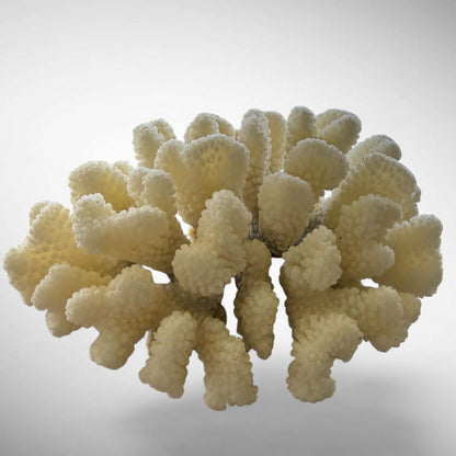 Natural White Cauliflower Coral Skeleton