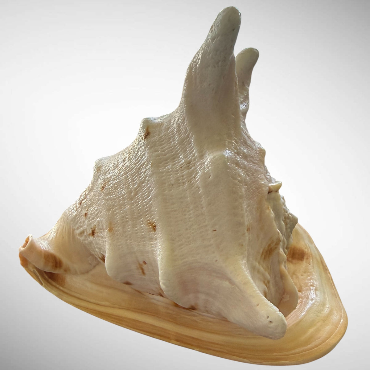 Large Natural Cassis Cornuta Horned Helmet Shell