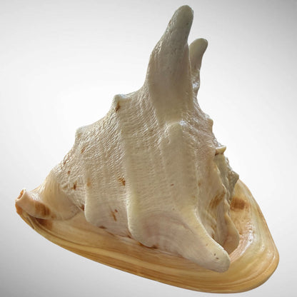 Large Natural Cassis Cornuta Horned Helmet Shell
