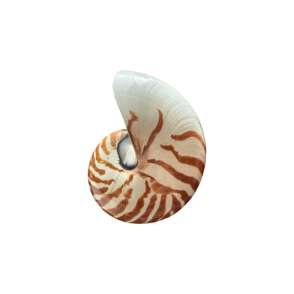 Chambered Nautilus Tiger Stripe