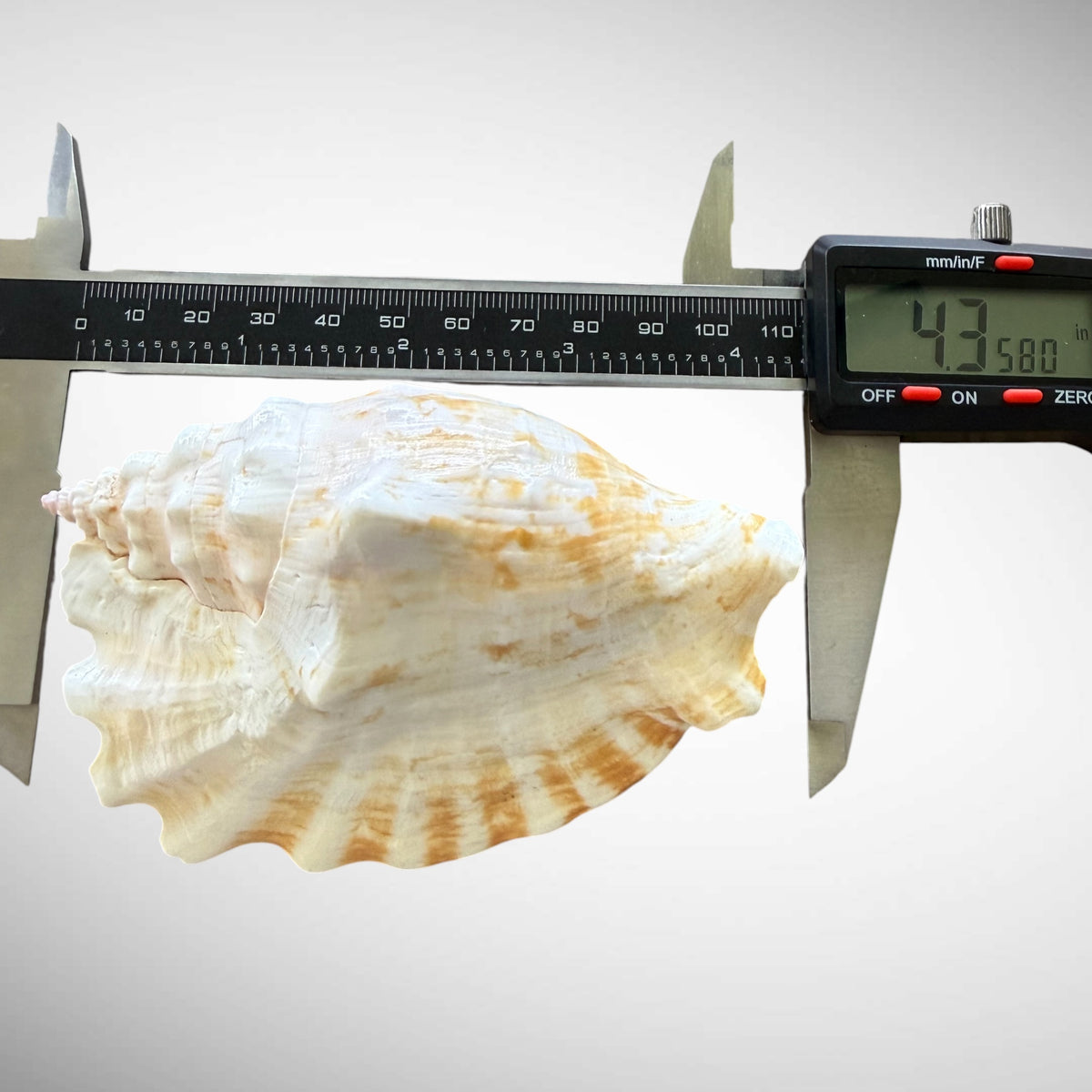 Rooster Conch / Rooster-tail Conch