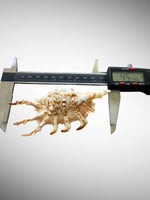 Natural Chiragara Spider Conch Shell – Choose Size (4.4" or 5.5")