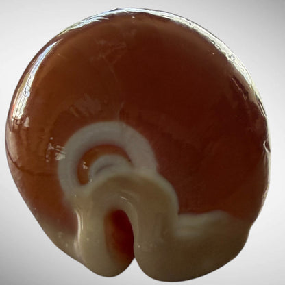 Golden Cowrie Seashell
