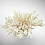 Natural Branching Acropora Coral Skeleton