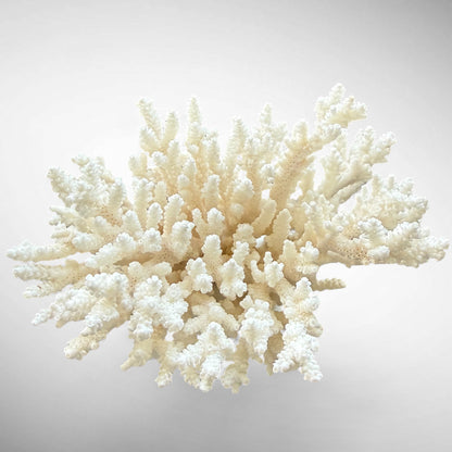 Natural Branching Acropora Coral Skeleton